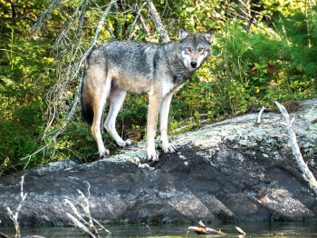 Wolf stands on the Lake Vermilion shoreline