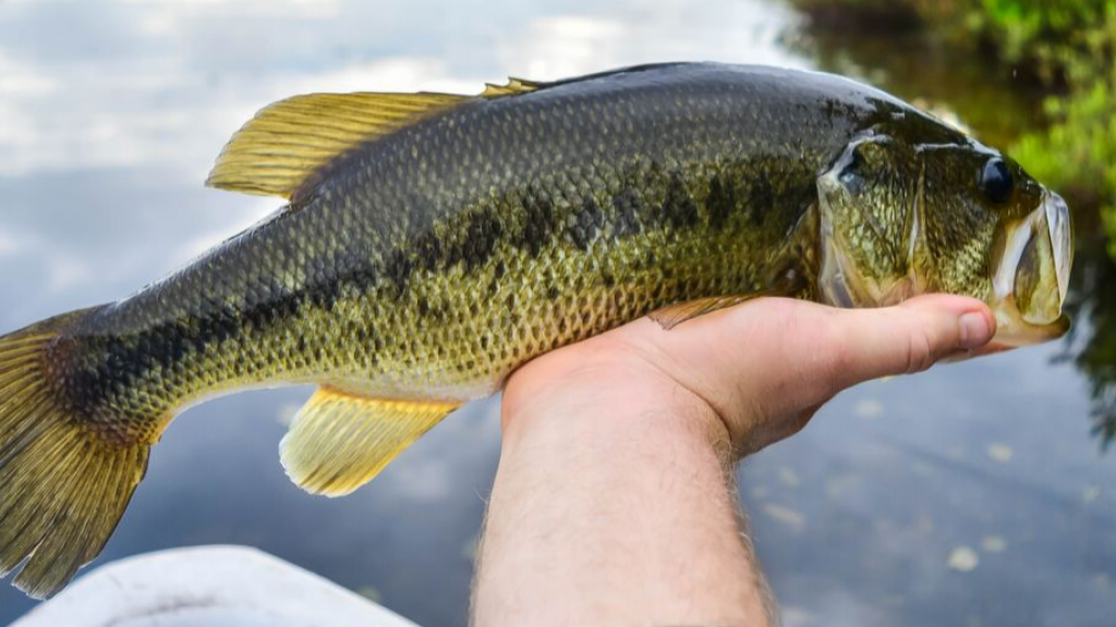 Hand holding a lake vermilion largemouth bass