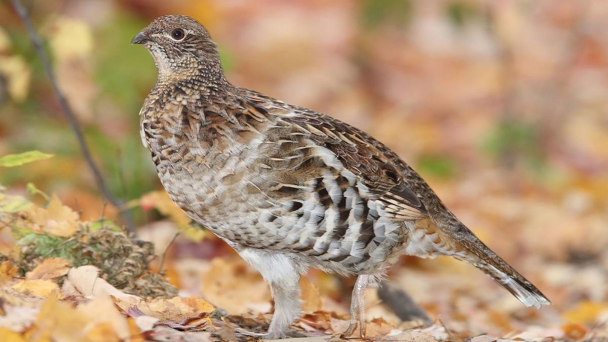 Ruffed Grouse. Minnesota Grouse hunting in the fall. 