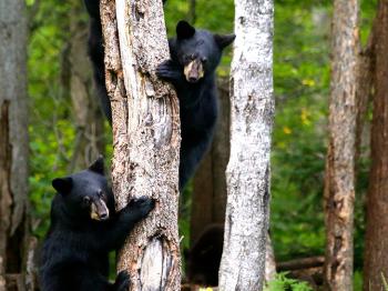Bear cubs climbs a tree at the Vince Shute Bear Sanctuary