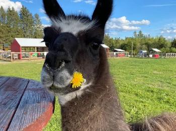 A llama at the Cook Country Connection holding a dandelion.