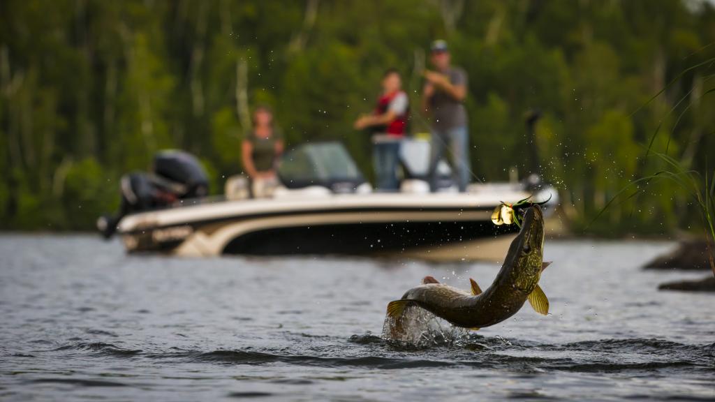 Pike jumping out of the water on Lake Vermilion