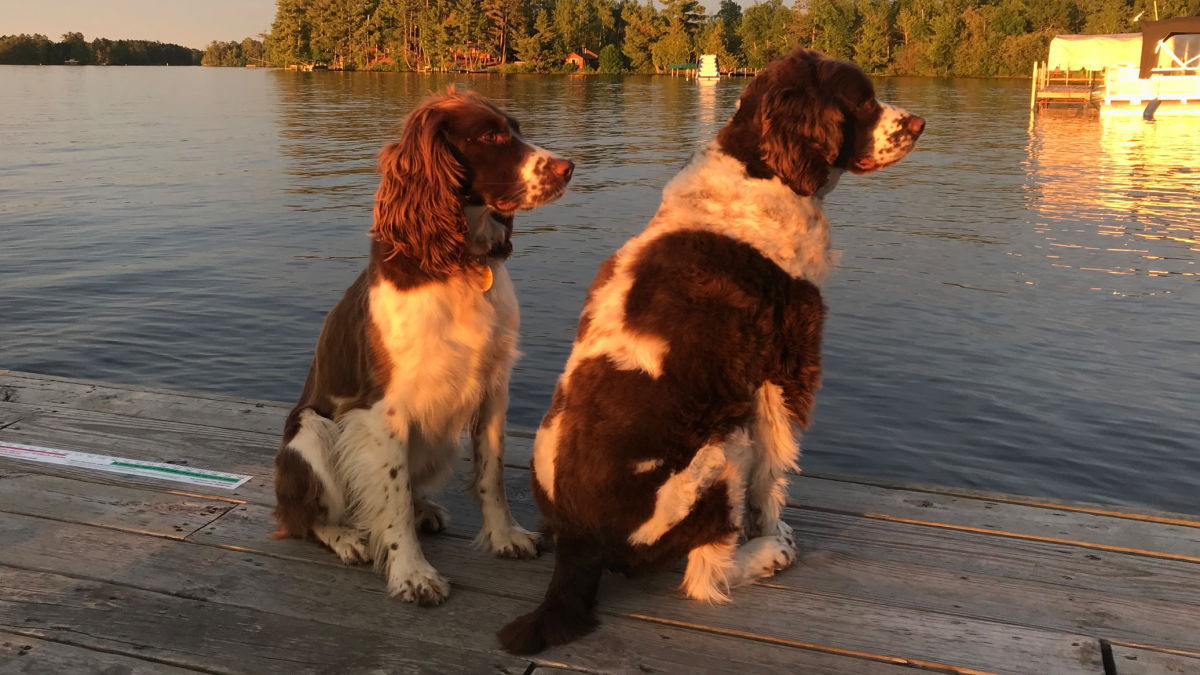 Freyja and Odie enjoy the sunset at Pehrson Lodge