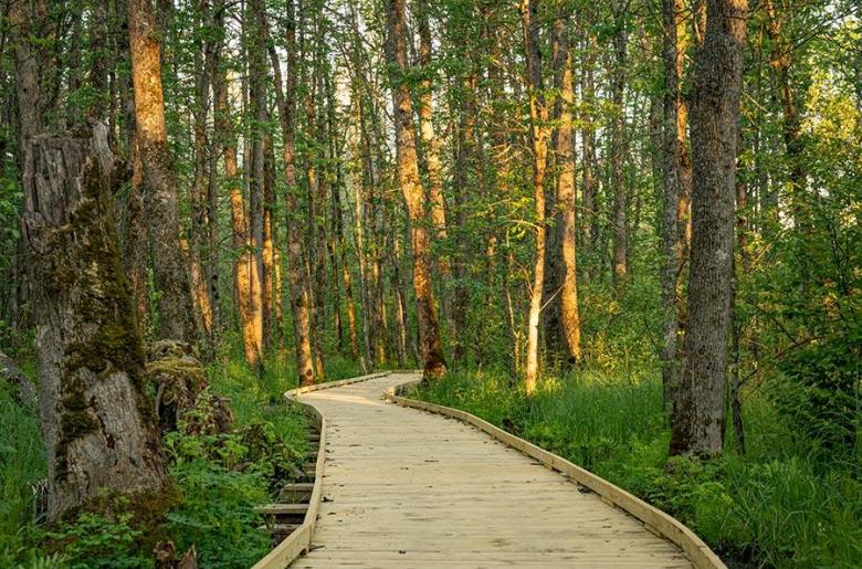 The Orr bog walk.
