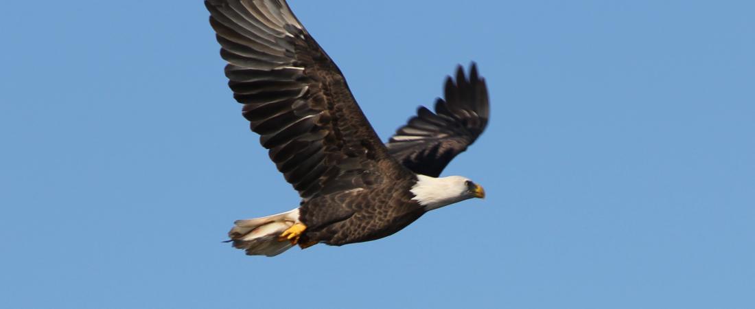 Bald eagle flying