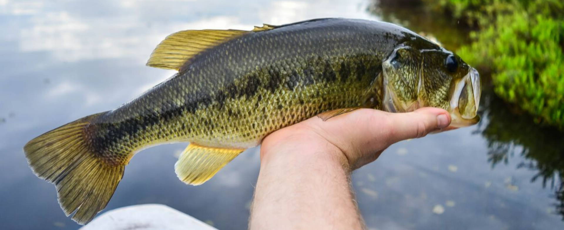 Large Mouth Bass